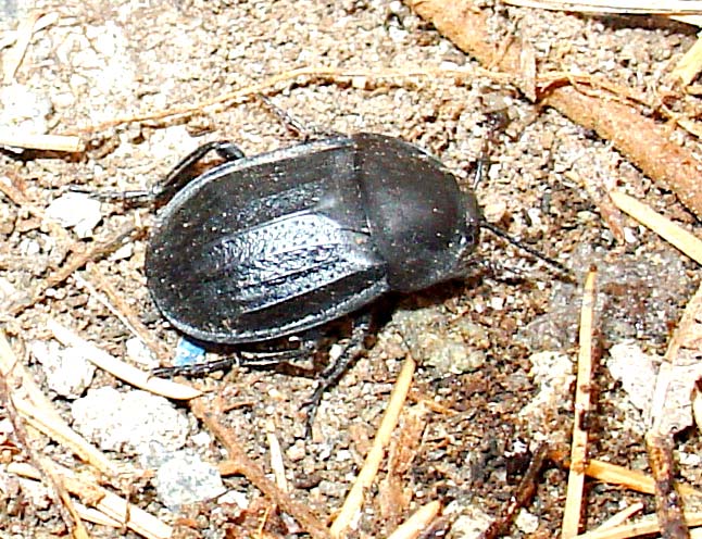 Silpha olivieri